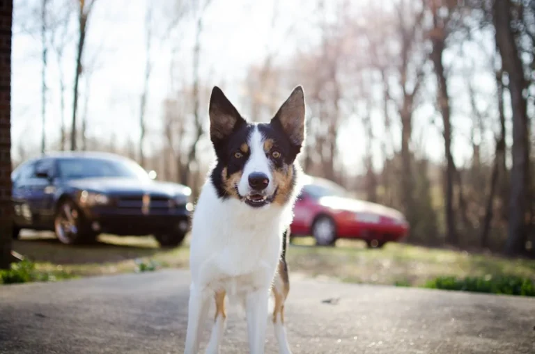 Pet-Friendly Cars